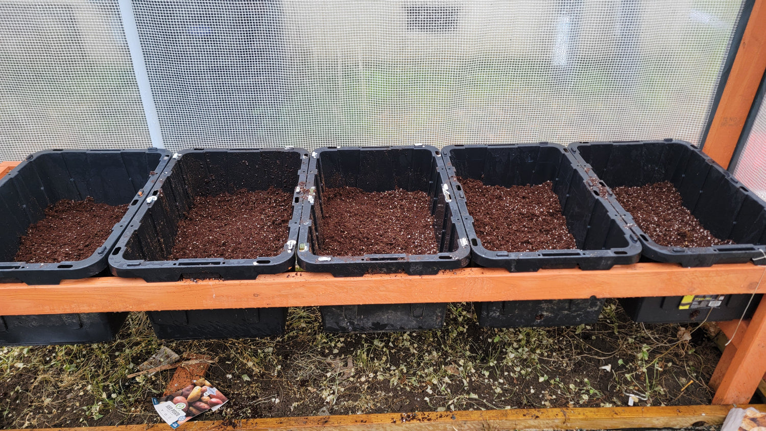 Growing Potatoes Without Dirt. Kind Of.