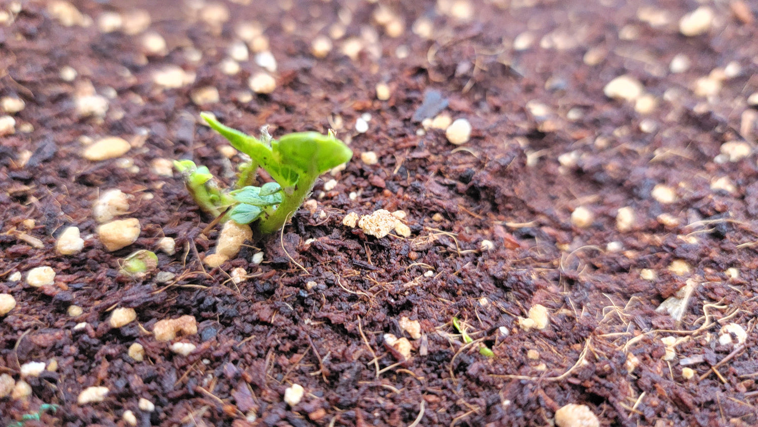 We Have Sprouts! The Great Potato Experiment Begins