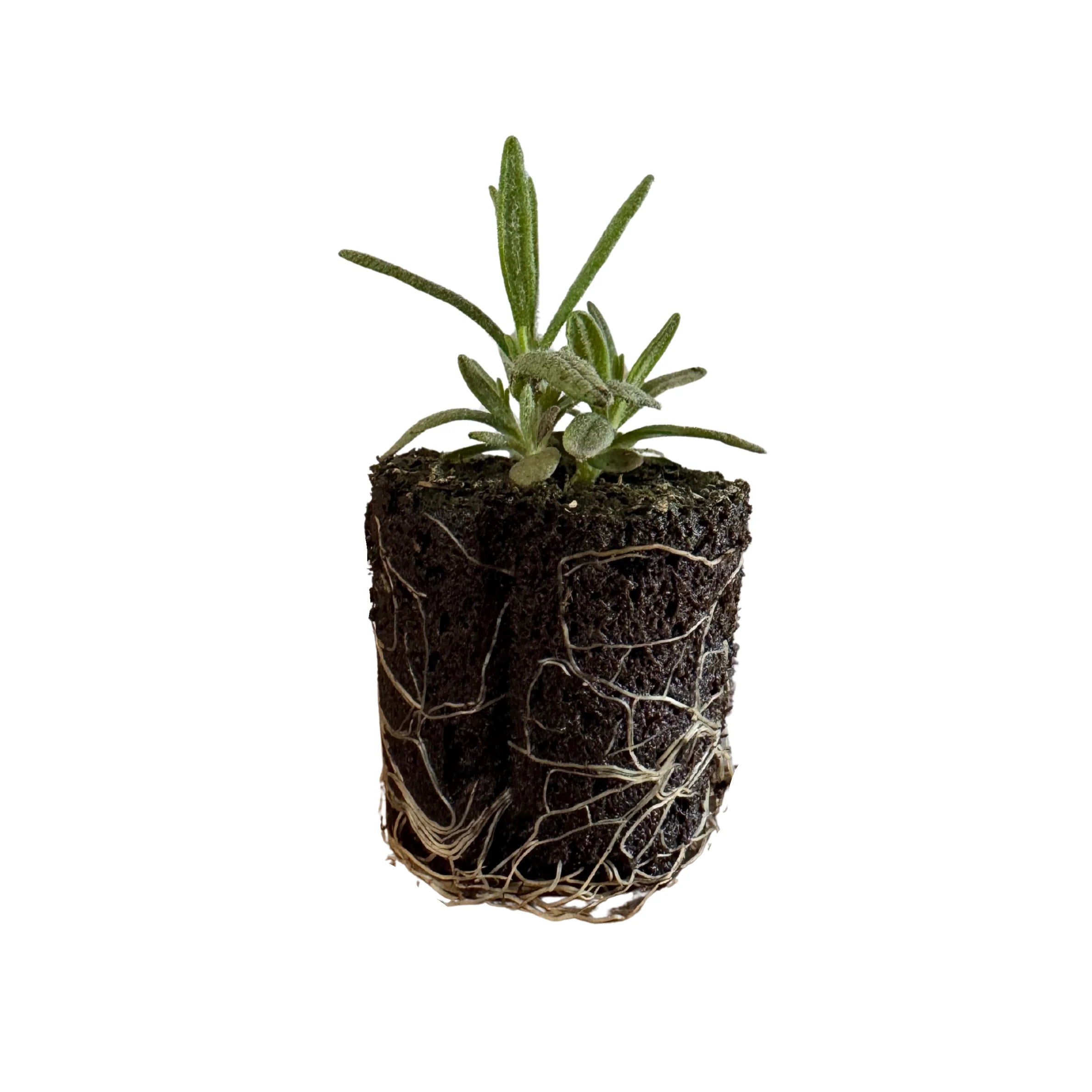 Herb - Rosemary  (2 Pack)