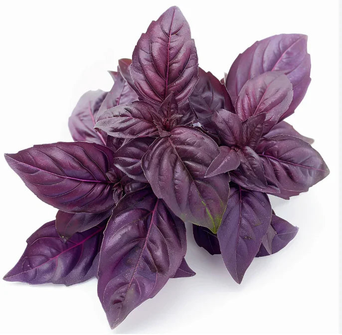 Herb - Basil (Purple) (2 Pack)