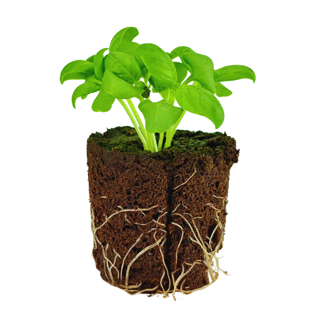 Herb - Basil (Genovese) (2 Pack)