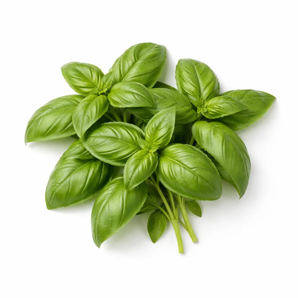 Herb - Basil (Genovese) (2 Pack)