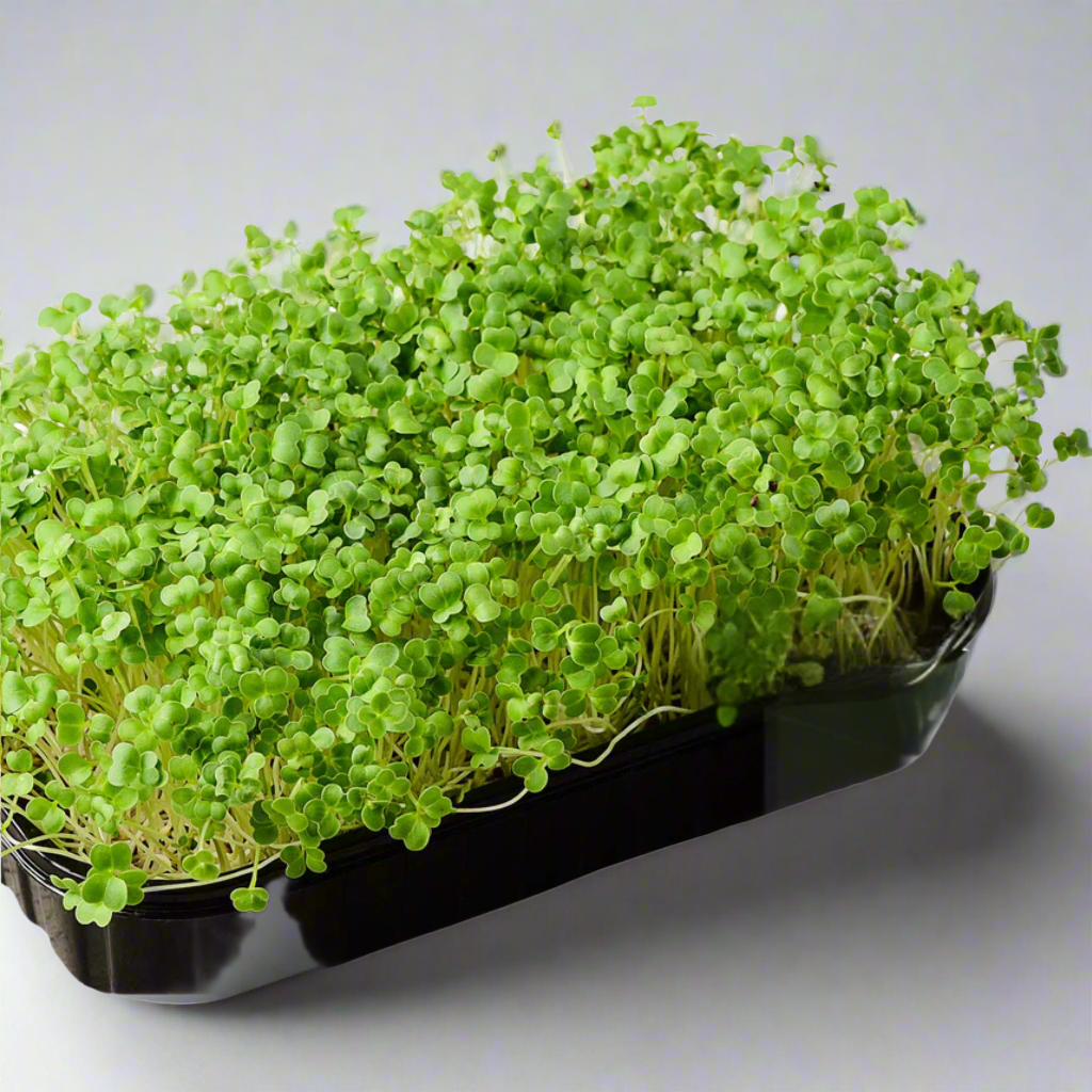 Broccoli Microgreens