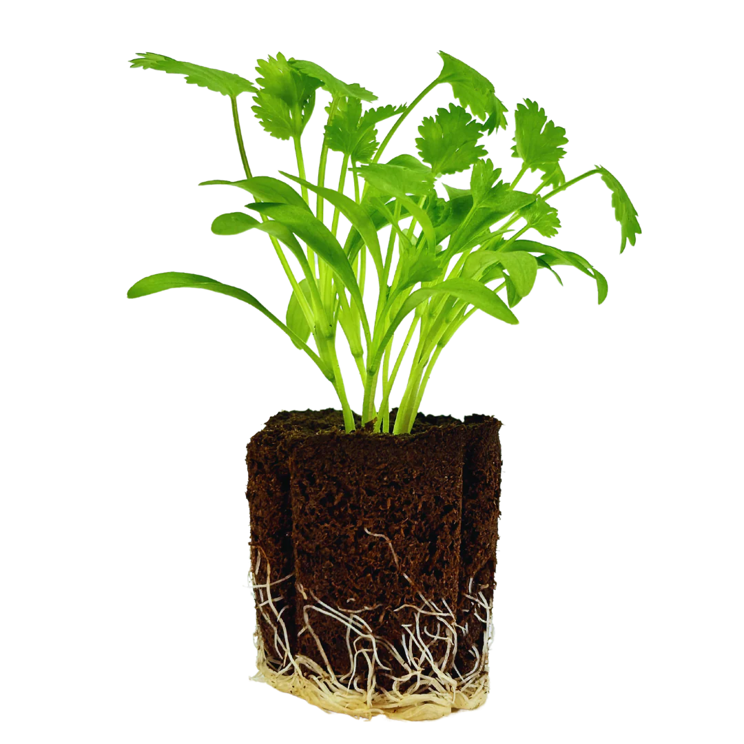 Herb - Cilantro (2 Pack)
