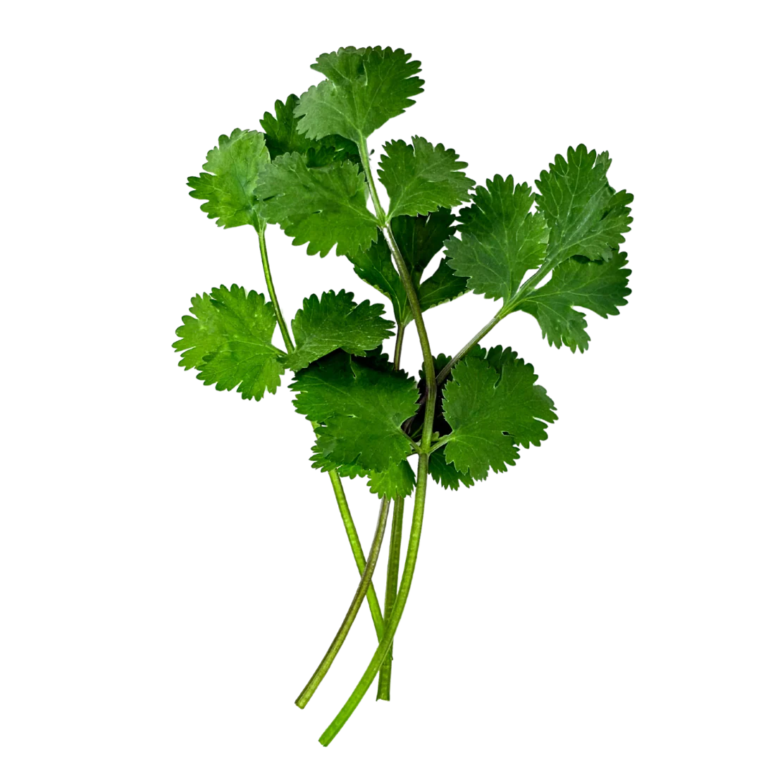 Herb - Cilantro (2 Pack)