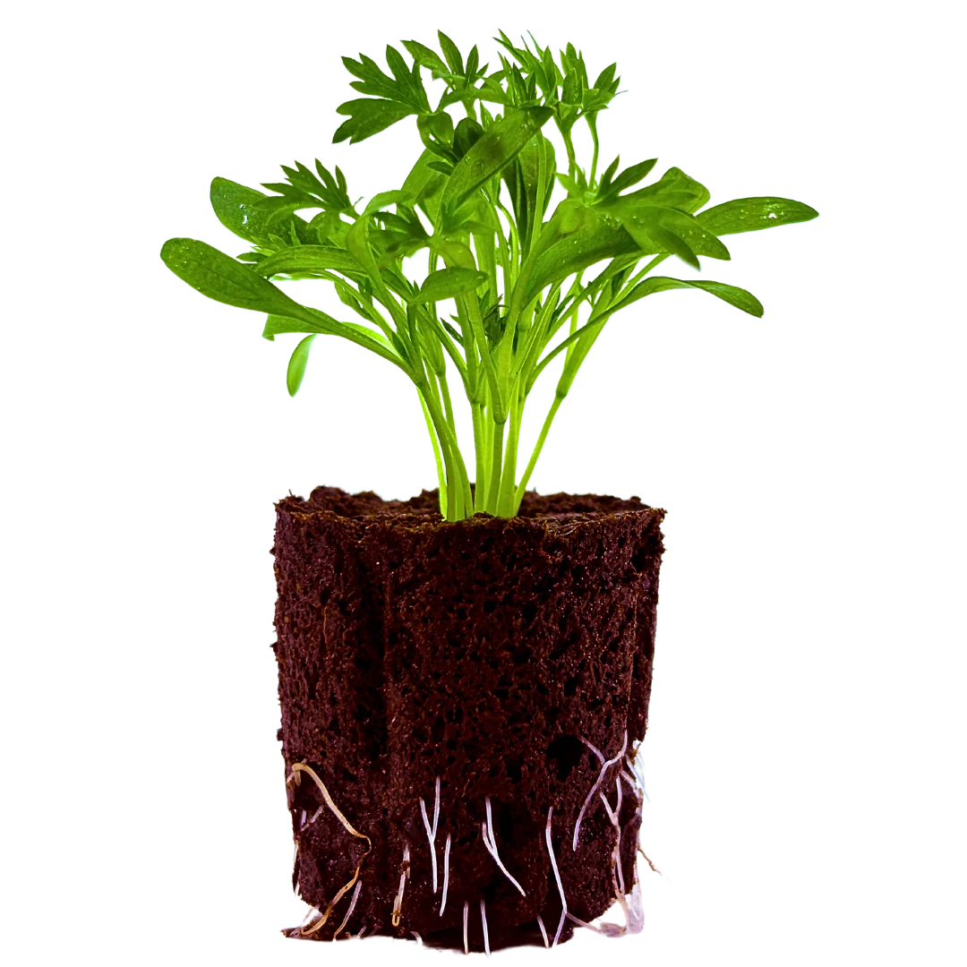 Herb - Cilantro (Frilled) (2 Pack)