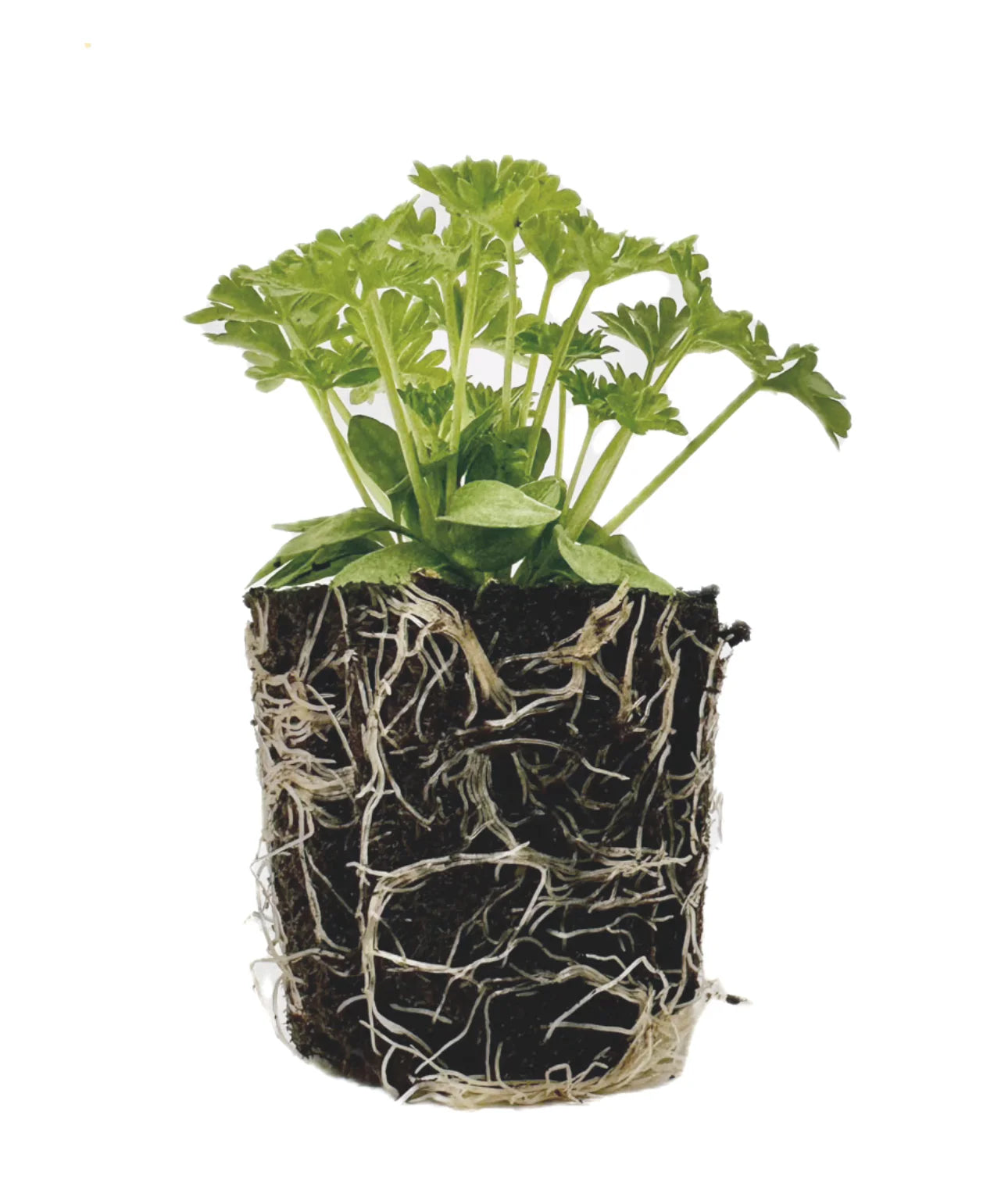 Herb - Parsley (Curly) (2 Pack)