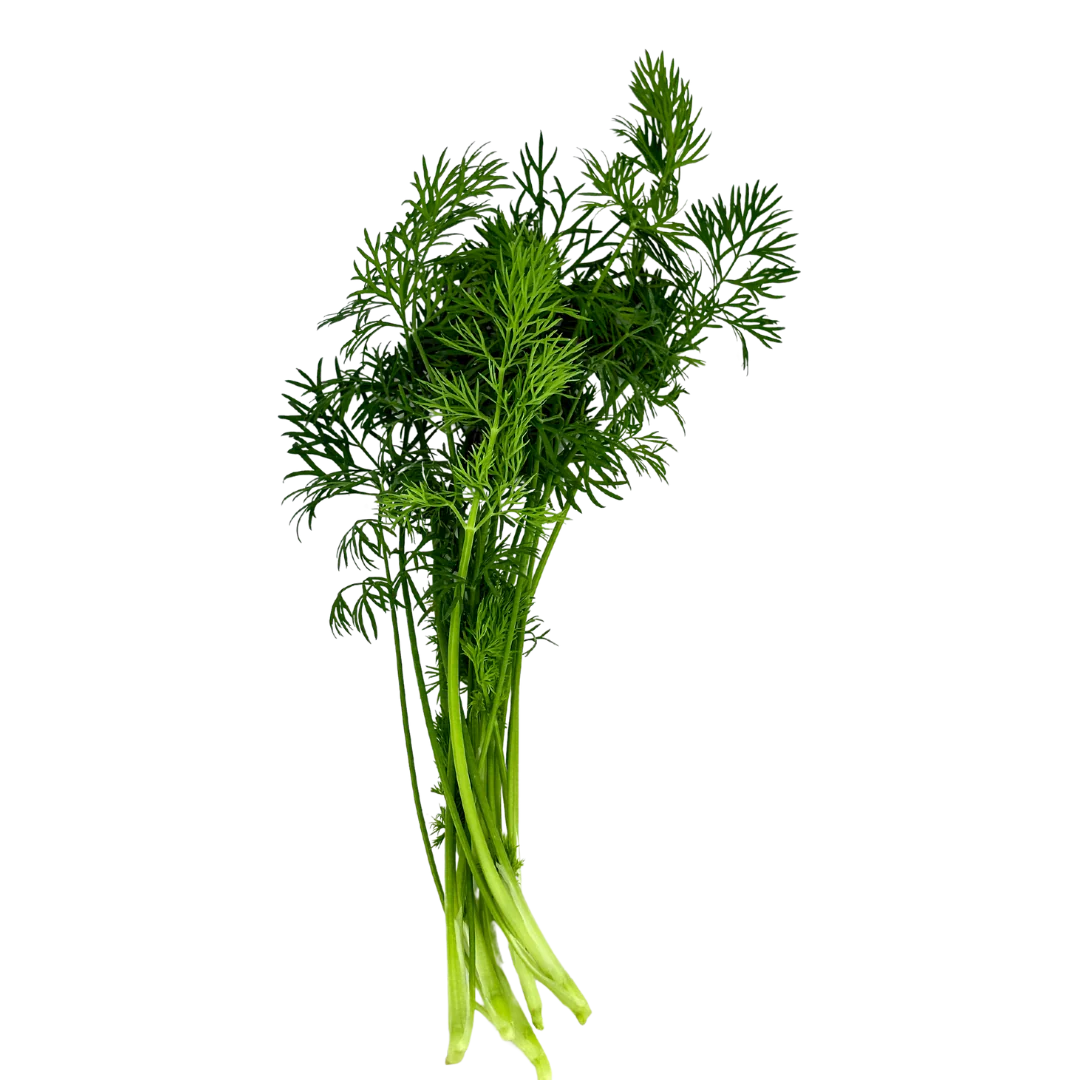 Herb - Dill (2 Pack)
