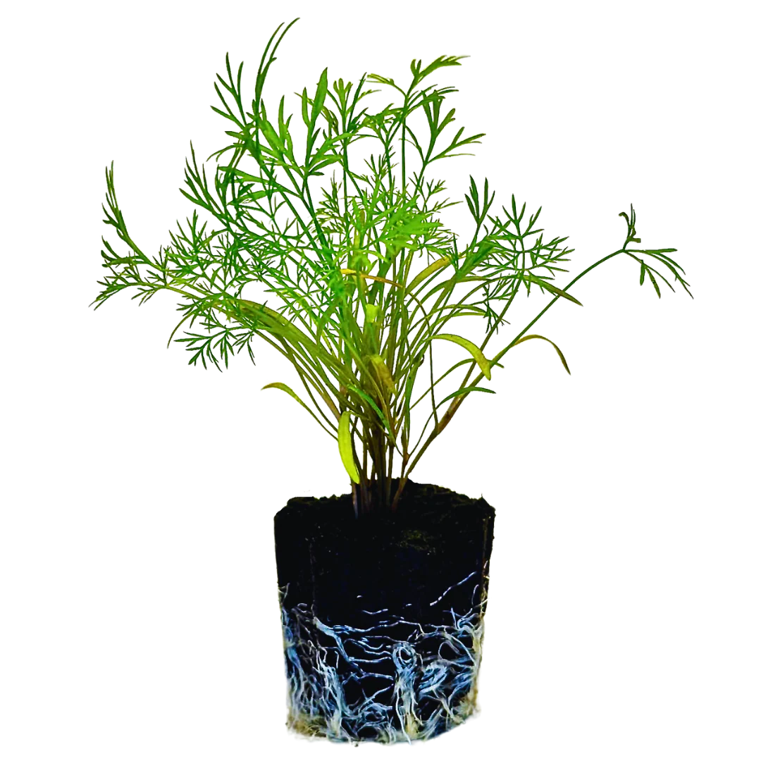 Herb - Dill (2 Pack)