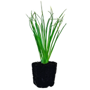 Herb - Green Onion (2 Pack)