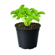 Herb - Basil (Genovese) (2 Pack)