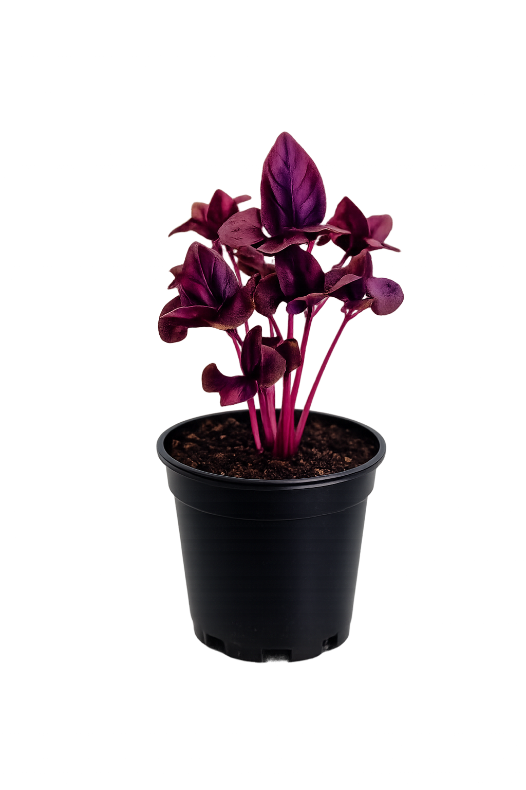 Herb - Basil (Purple) (2 Pack)