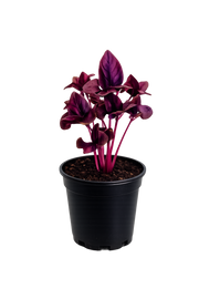 Herb - Basil (Purple) (2 Pack)