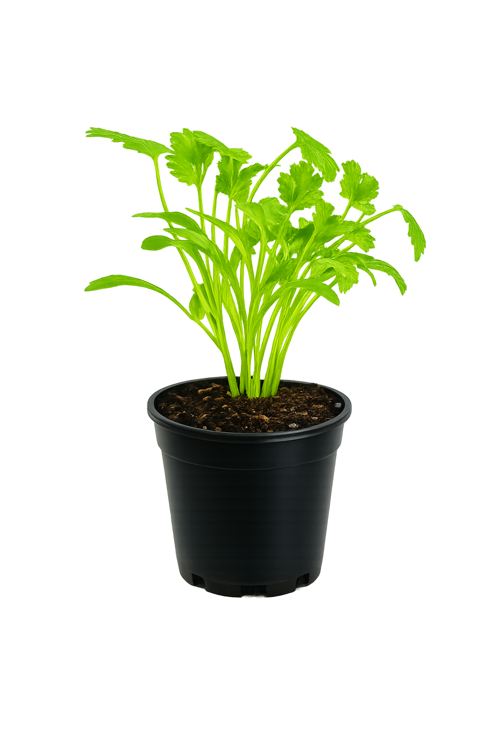 Herb - Cilantro (2 Pack)