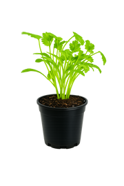 Herb - Cilantro (2 Pack)