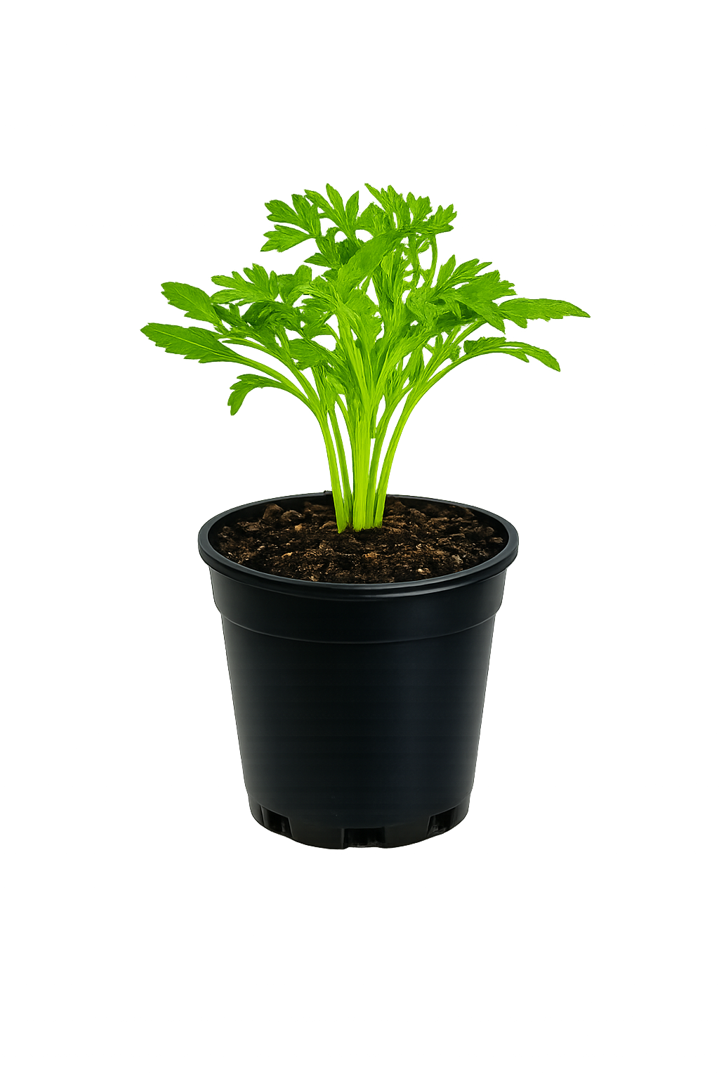 Herb - Cilantro (Frilled) (2 Pack)