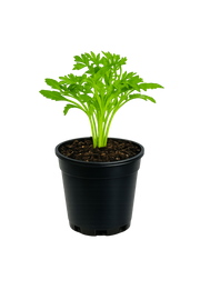 Herb - Cilantro (Frilled) (2 Pack)