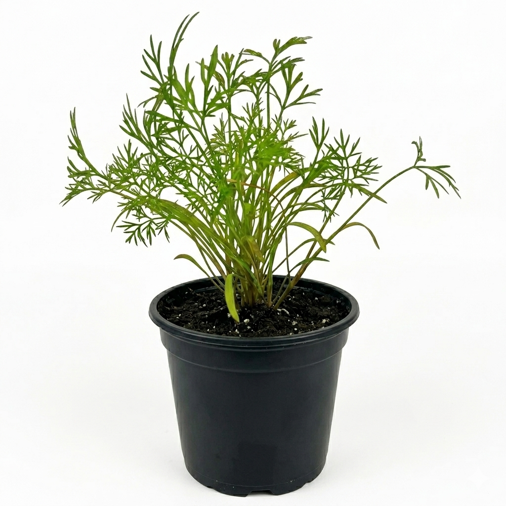 Herb - Dill (2 Pack)