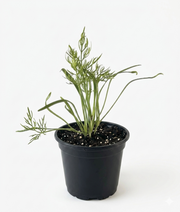 Herb - Fennel (2 Pack)