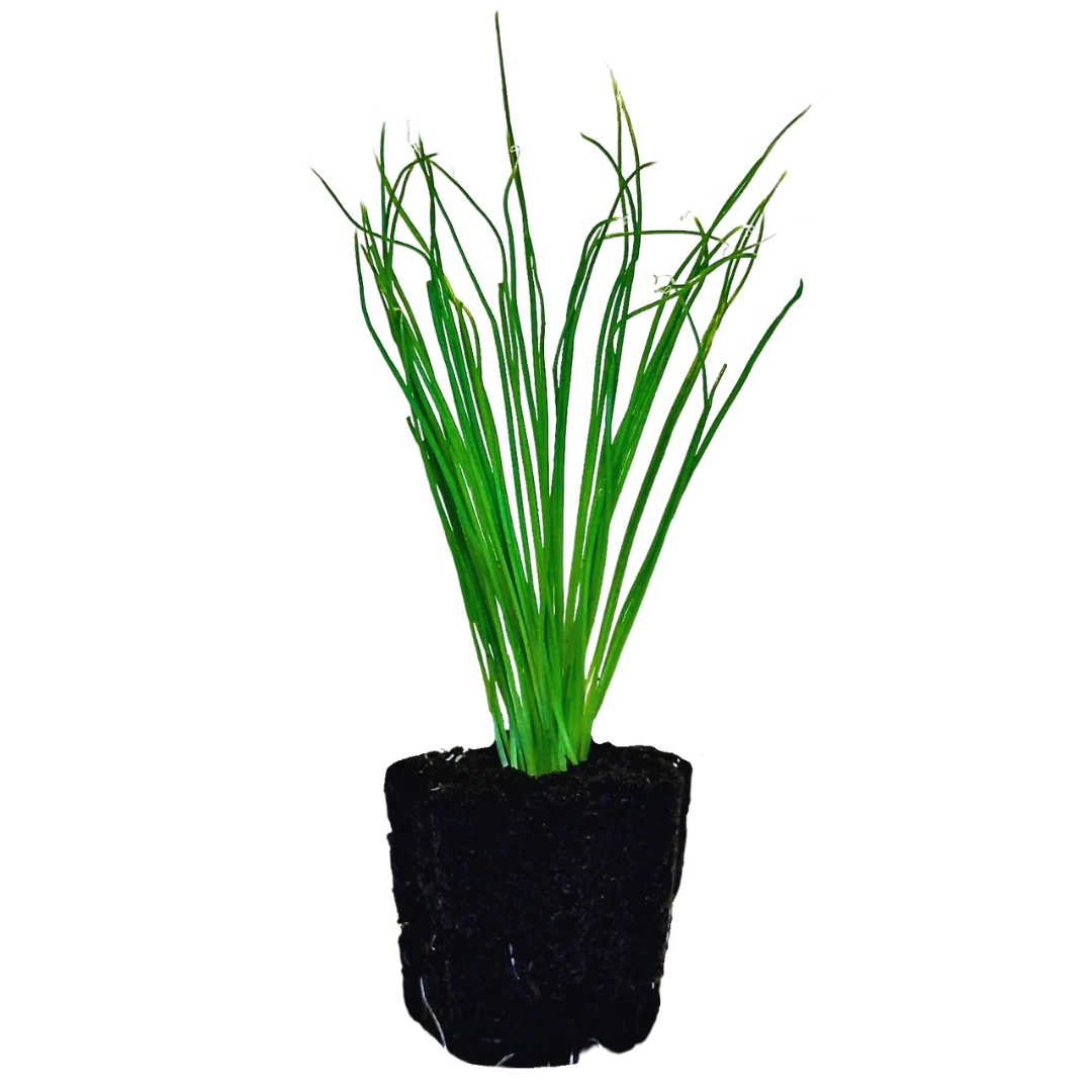 Herb - Green Onion (2 Pack)