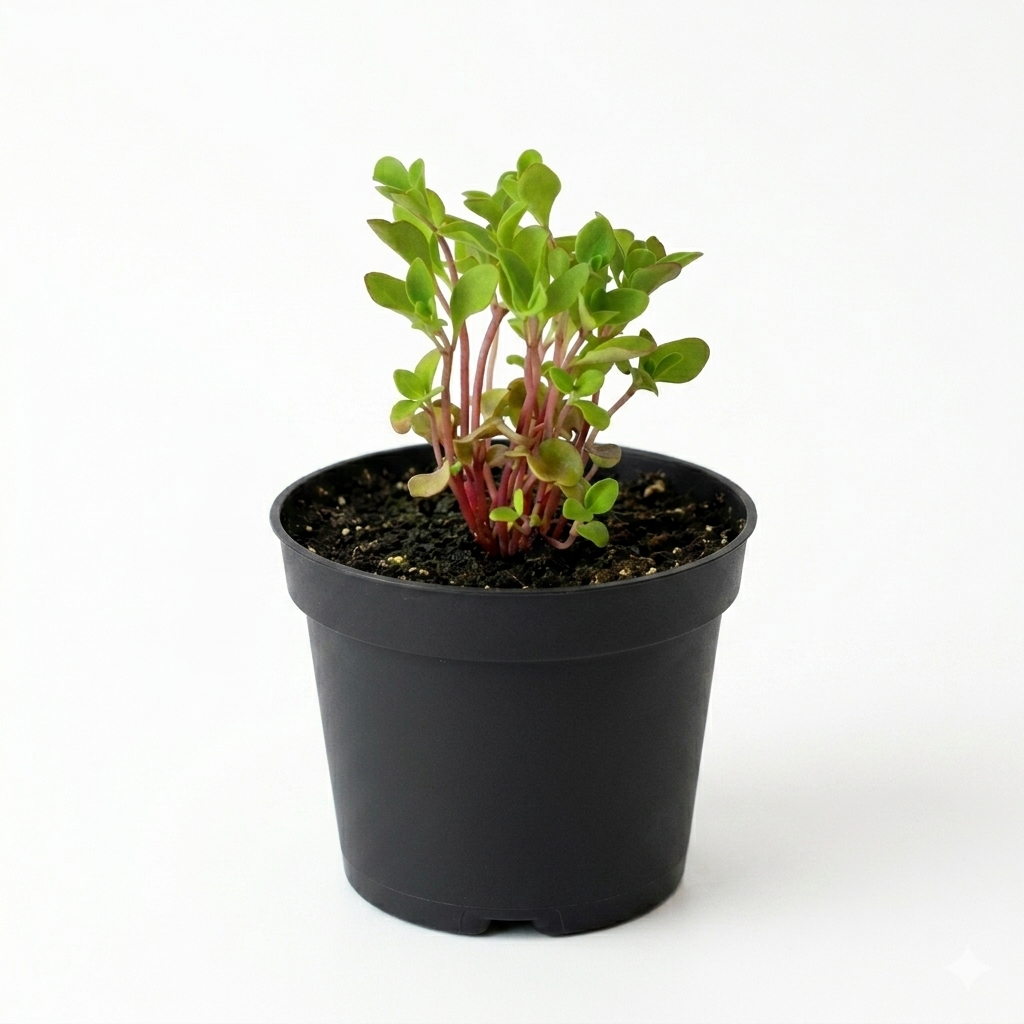 Herb - Marjoram (2 Pack)