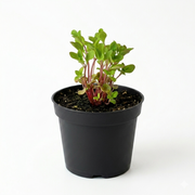 Herb - Marjoram (2 Pack)