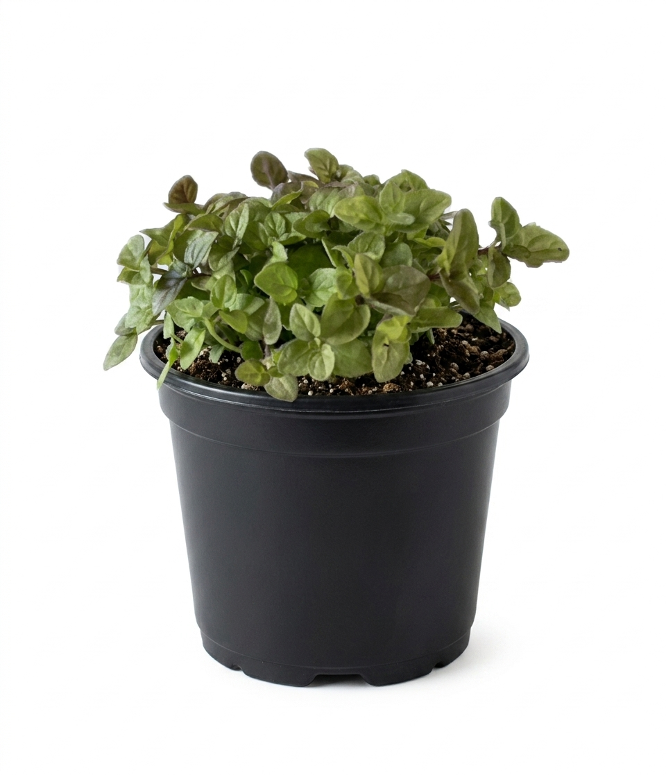 Herb - Mint (2 Pack)