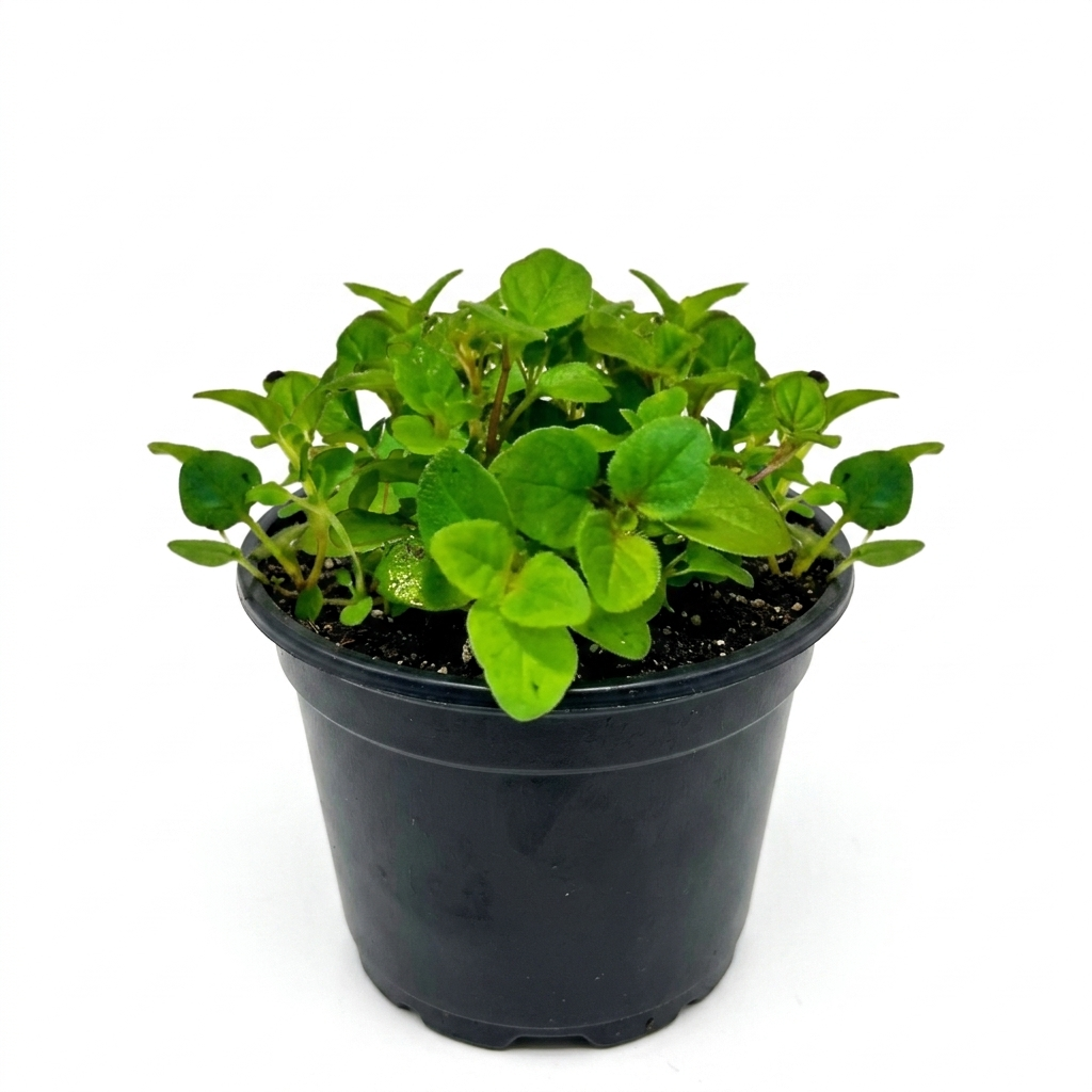 Herb - Oregano (Greek) (2 Pack)