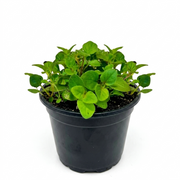 Herb - Oregano (Greek) (2 Pack)