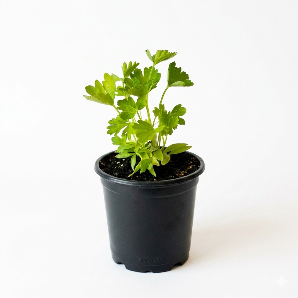 Herb - Parsley (Italian Flat) (2 Pack)