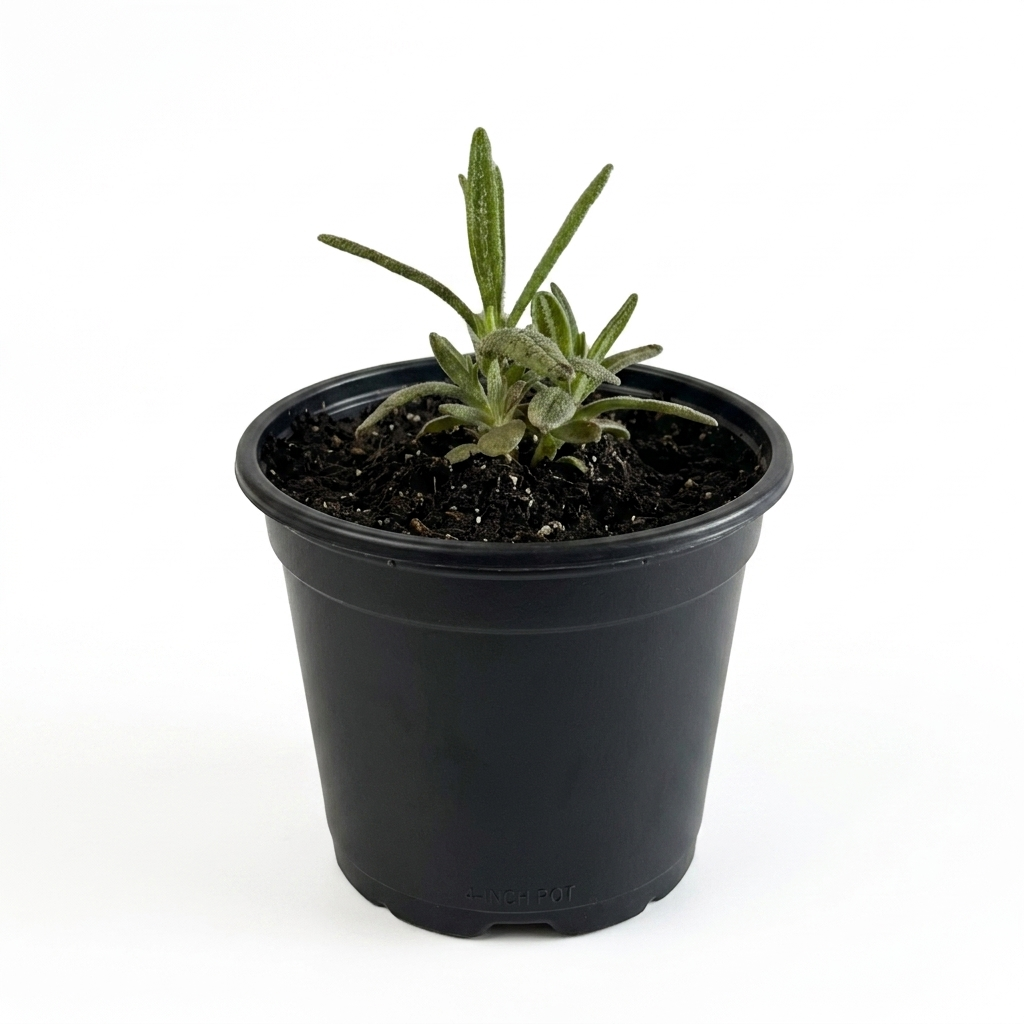 Herb - Rosemary  (2 Pack)