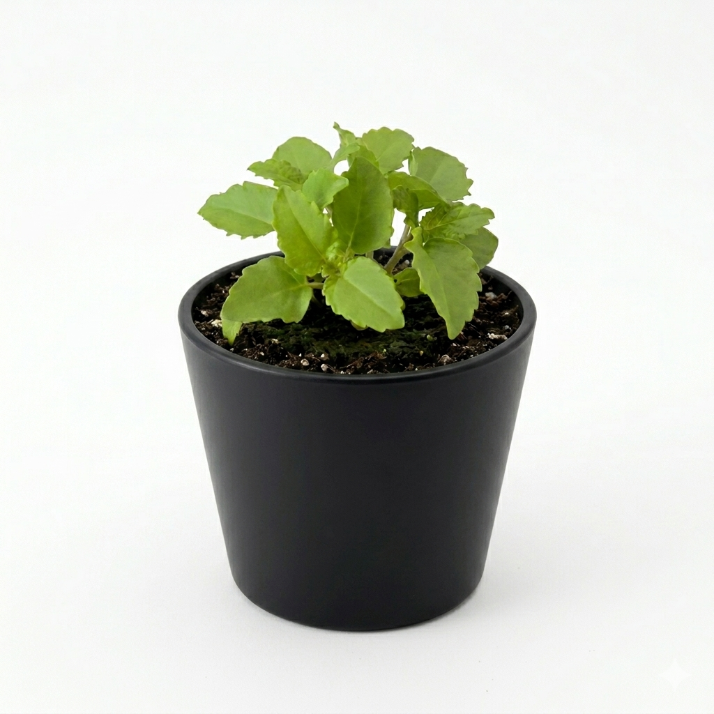 Herb - Lemon Balm (2 Pack)