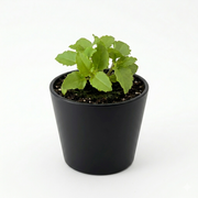 Herb - Lemon Balm (2 Pack)