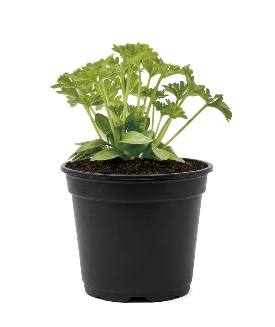 Herb - Parsley (Curly) (2 Pack)