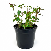 Kale - Red Frilled (2 Pack)