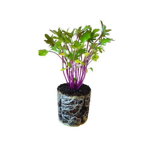 Kale - Red Frilled (2 Pack)