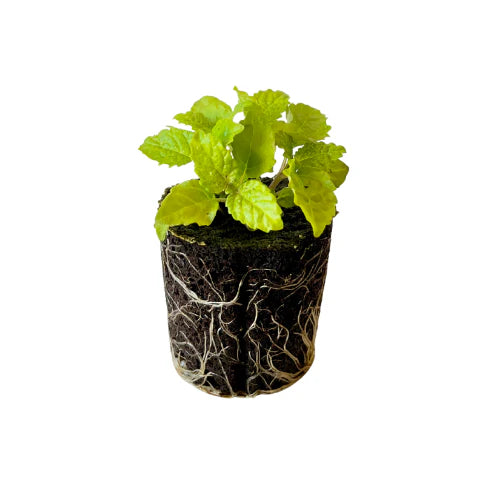 Herb - Lemon Balm (2 Pack)