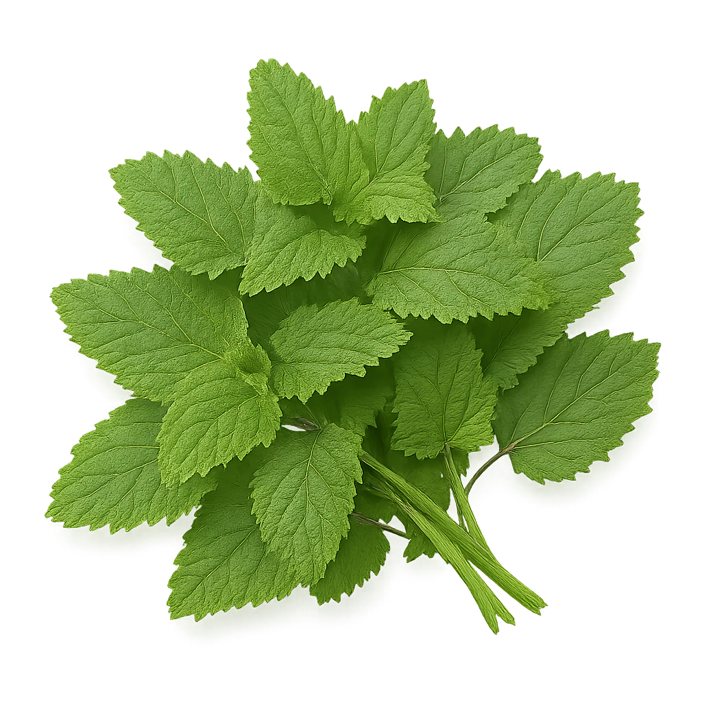 Herb - Lemon Balm (2 Pack)