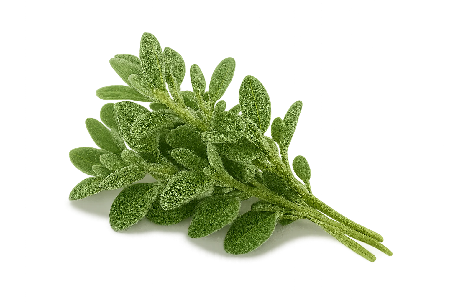 Herb - Marjoram (2 Pack)
