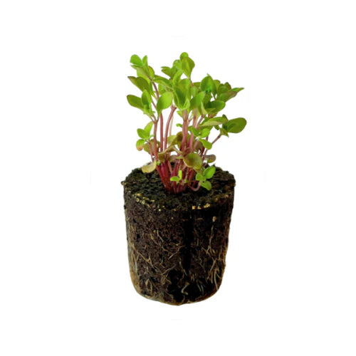 Herb - Marjoram (2 Pack)