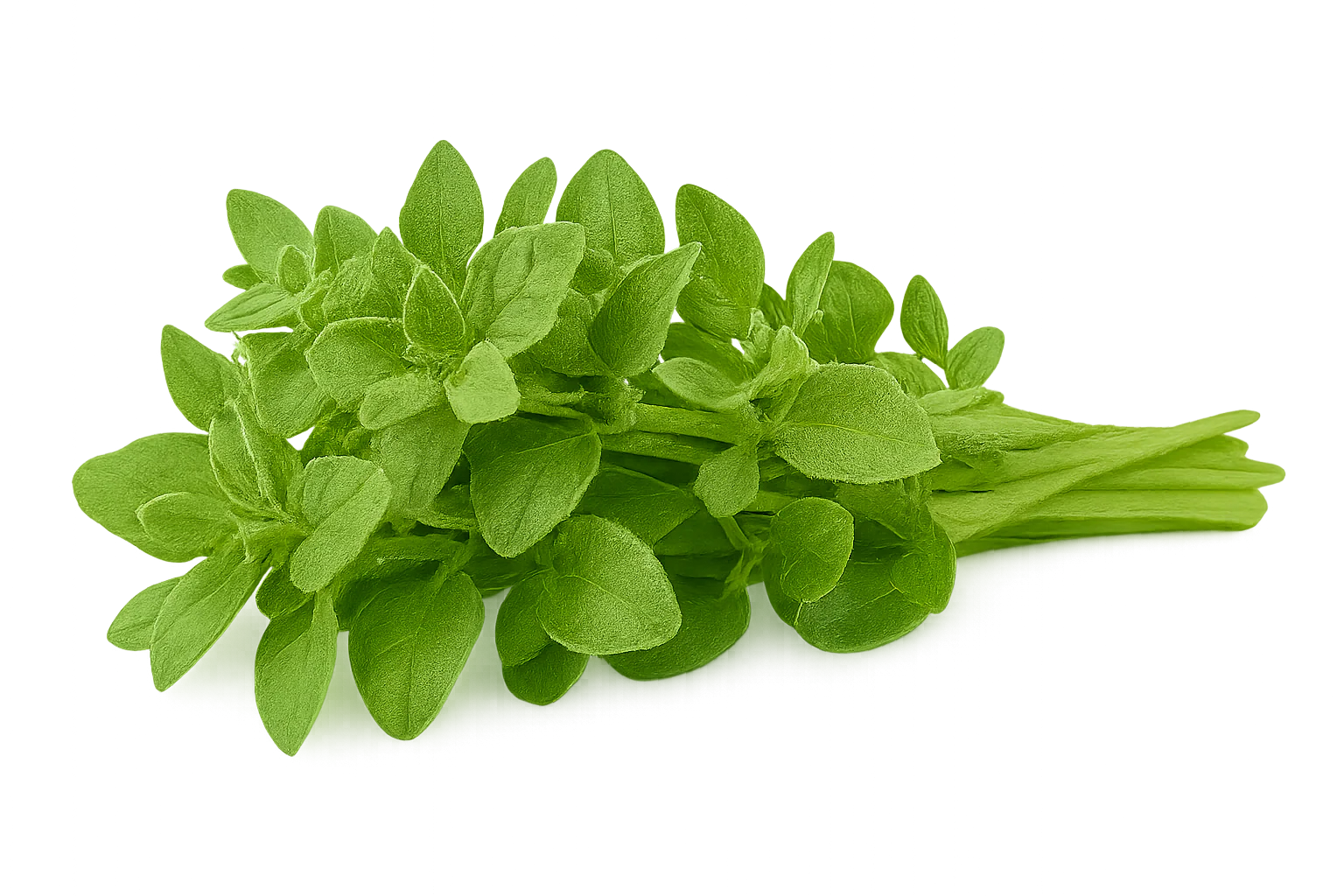 Herb - Oregano (Greek) (2 Pack)