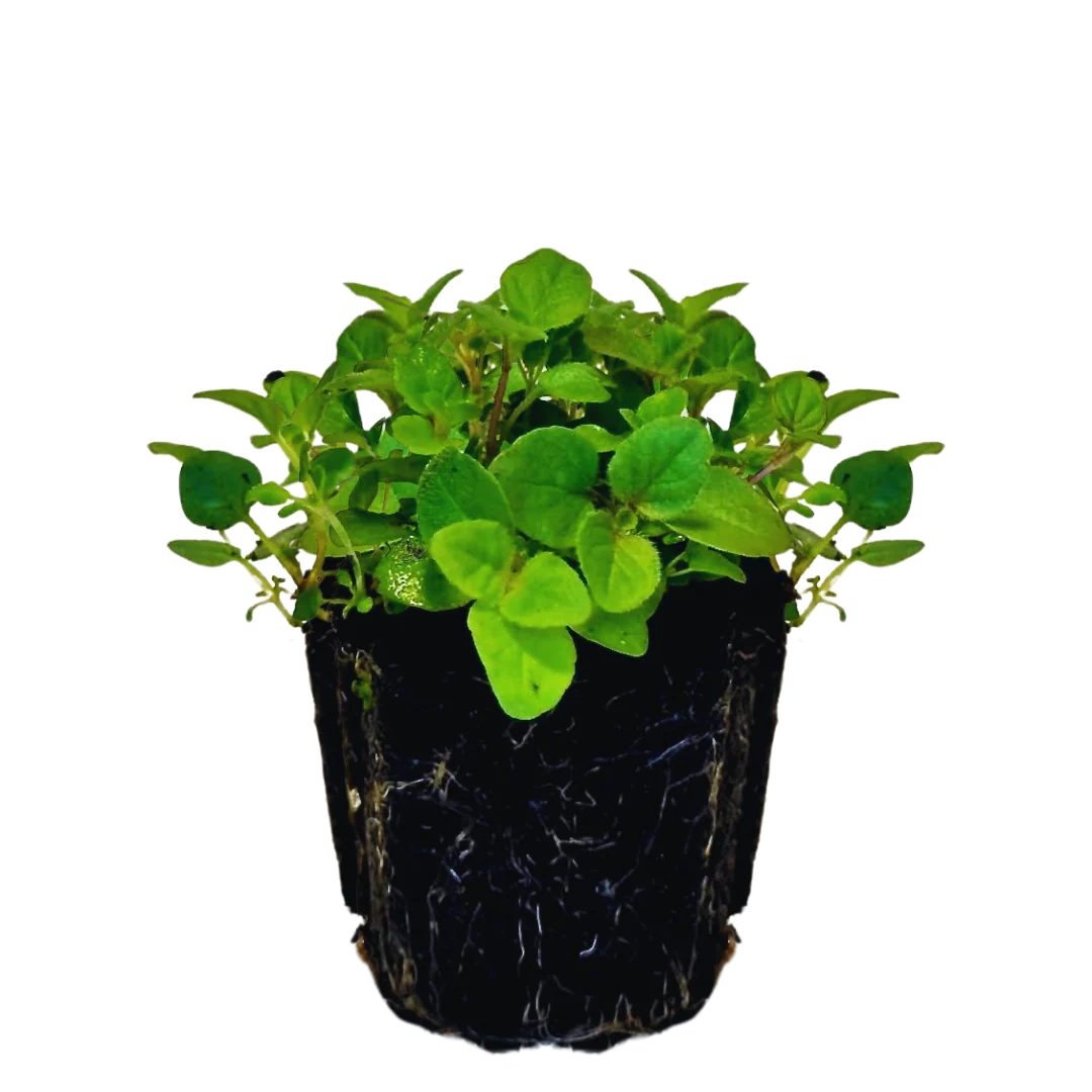 Herb - Oregano (Greek) (2 Pack)