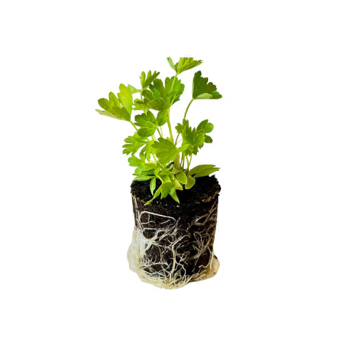 Herb - Parsley (Italian Flat) (2 Pack)