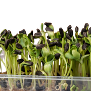 Sunflower Microgreens