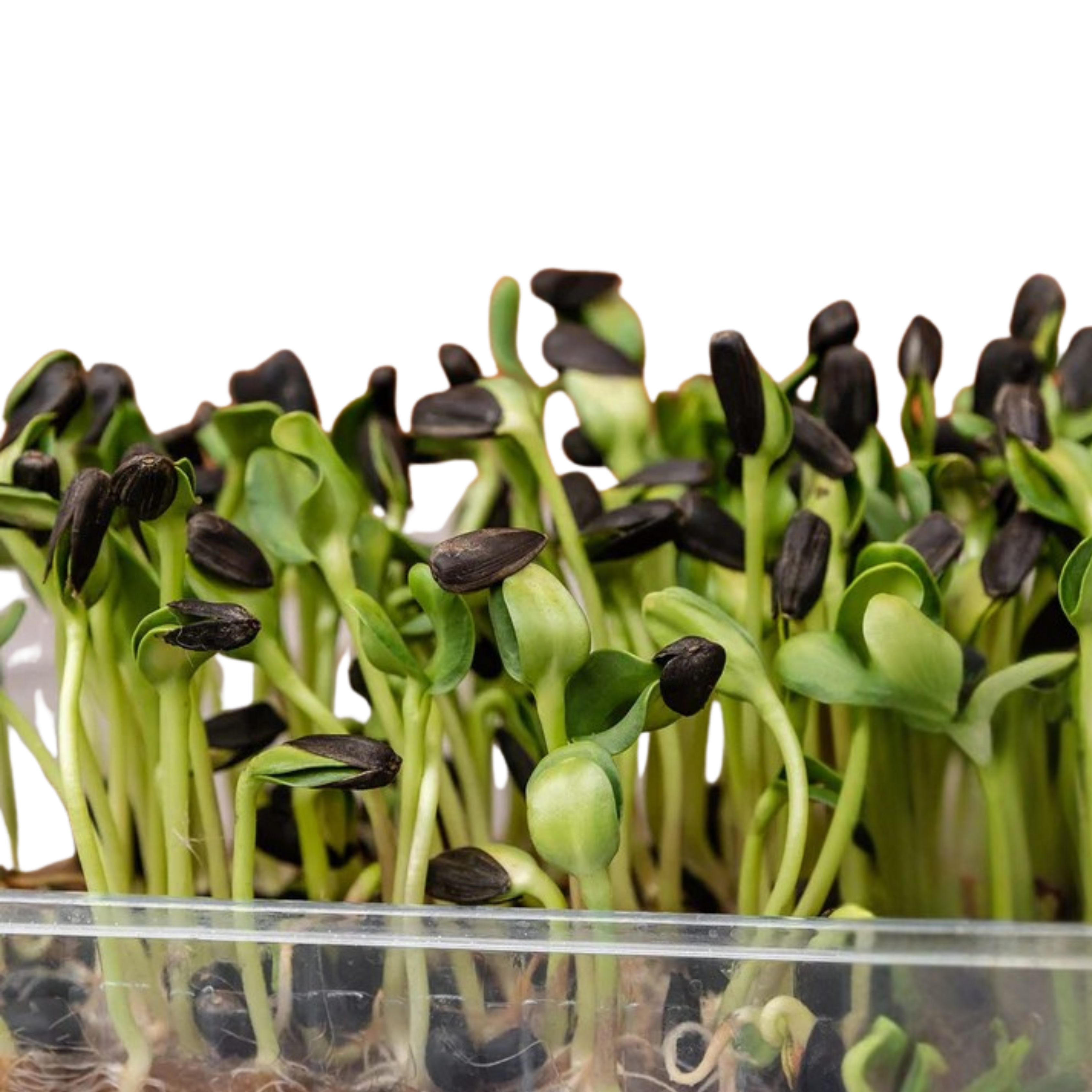 Sunflower Microgreens