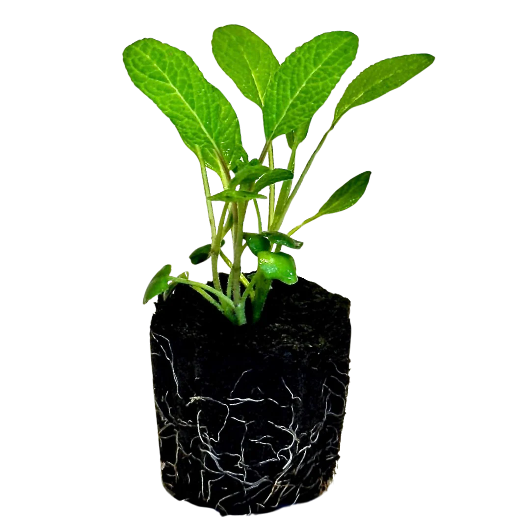 Herb - Sage (Broadleaf) (2 Pack)