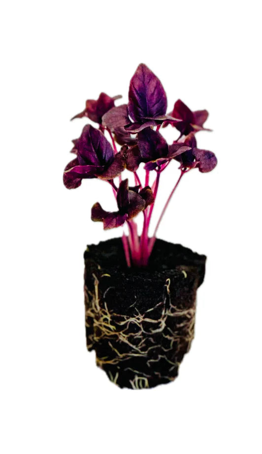 Herb - Basil (Purple) (2 Pack)