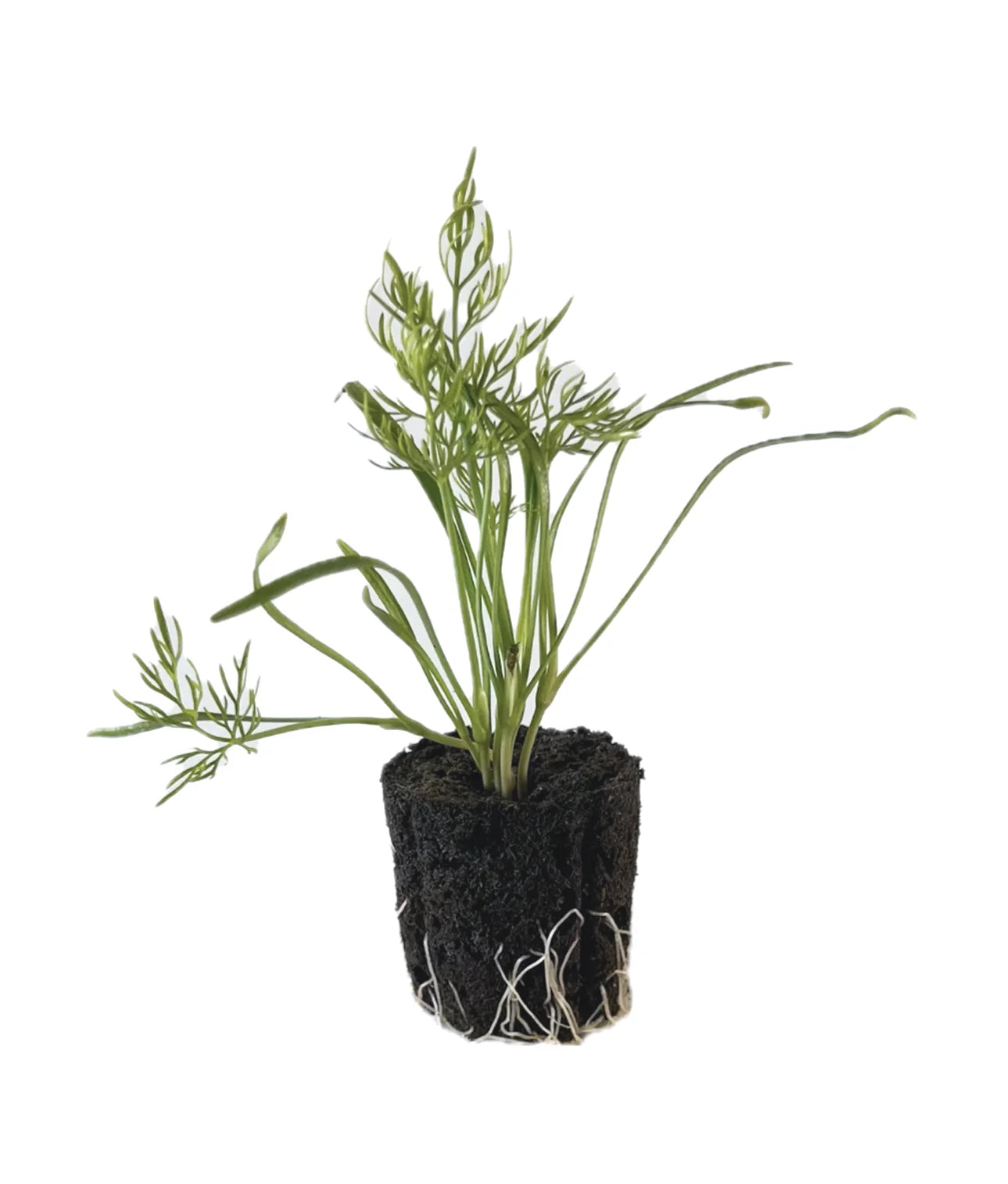Herb - Fennel (2 Pack)