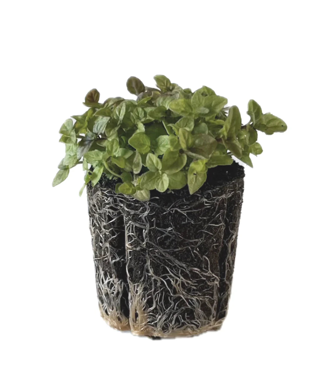 Herb - Mint (2 Pack)