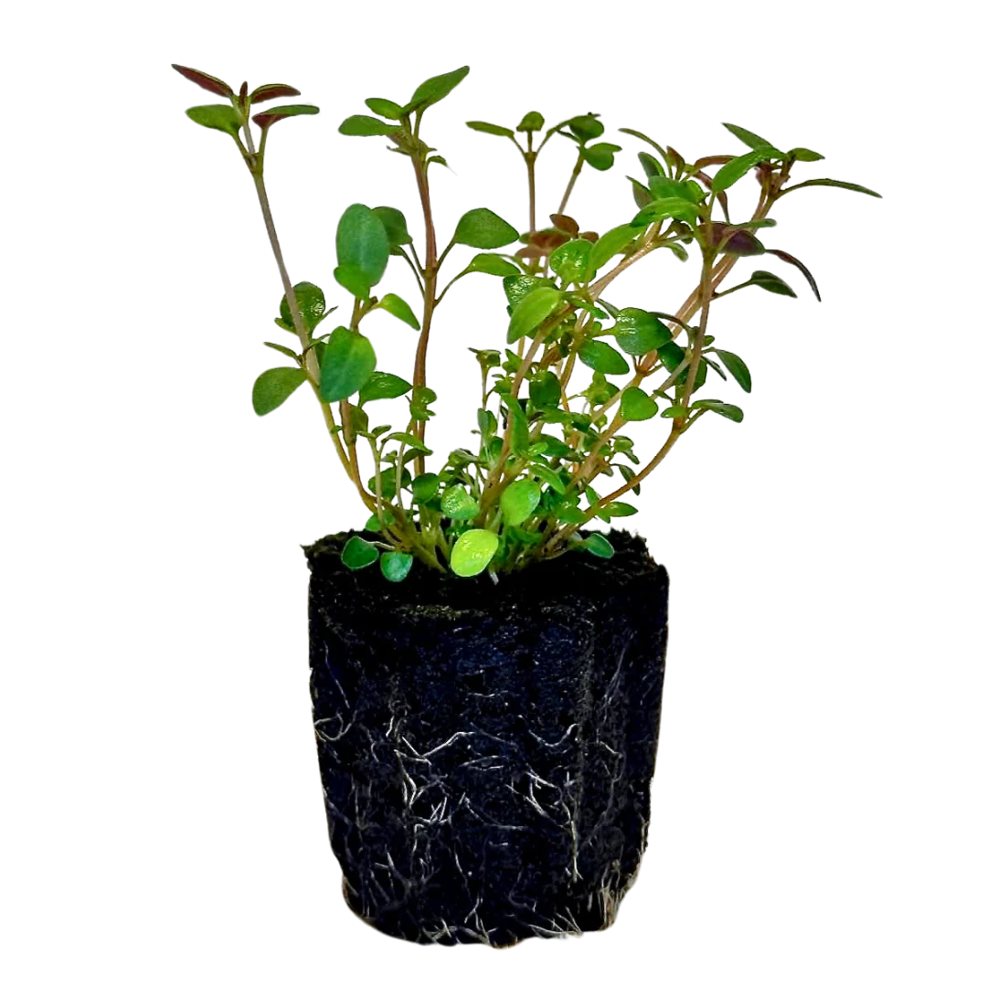Herb - Thyme (2 Pack)